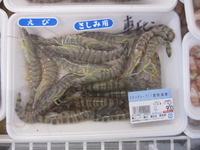 豊前店の車エビ！
