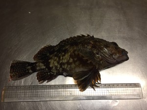 陸からBIGサイズ! 陸からBIGサイズ!