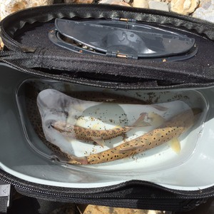 まだまだ釣れます!山女魚釣り☆ まだまだ釣れます!山女魚釣り☆