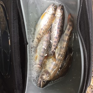 まだまだ釣れます!山女魚釣り☆ まだまだ釣れます!山女魚釣り☆