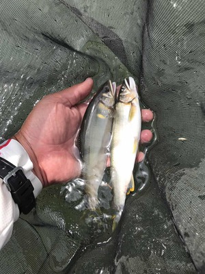 大野川の鮎。　釣れています。