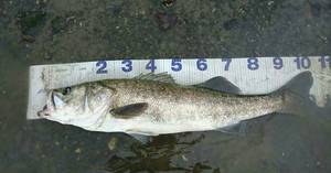 幻の魚!? メーターシーバス! 幻の魚!? メーターシーバス!