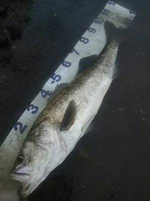 幻の魚!? メーターシーバス! 幻の魚!? メーターシーバス!