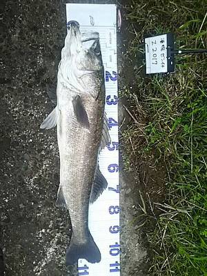 幻の魚!? メーターシーバス! 幻の魚!? メーターシーバス!