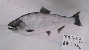 こんな魚初めて見ました!デカ山女魚! こんな魚初めて見ました!デカ山女魚!