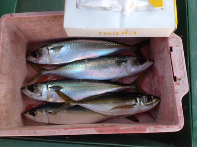 イブ丸1号船長釣果