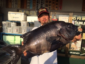 出ました!大型イシダイ!! 出ました!大型イシダイ!!