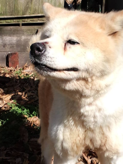 ワンちゃん仲間入り