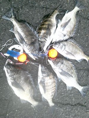 チヌまだまだ釣れています☆