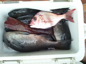 米水津でグレの数釣り