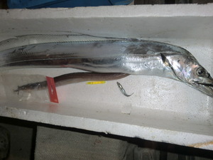船の太刀魚釣り