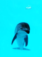 ミヤビ