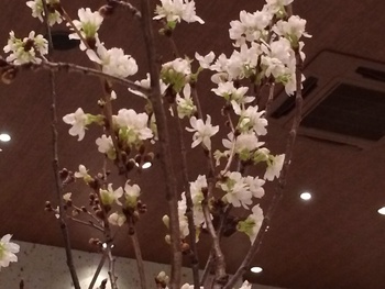 桜 咲く