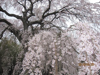 ブロク花見