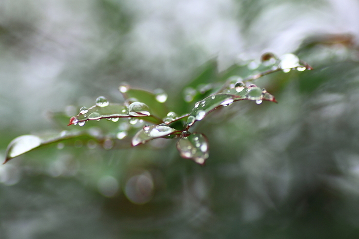 水玉