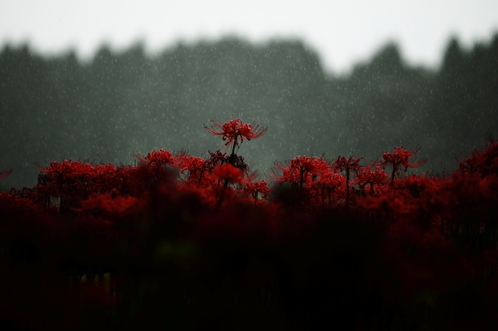 雨の曼珠沙華