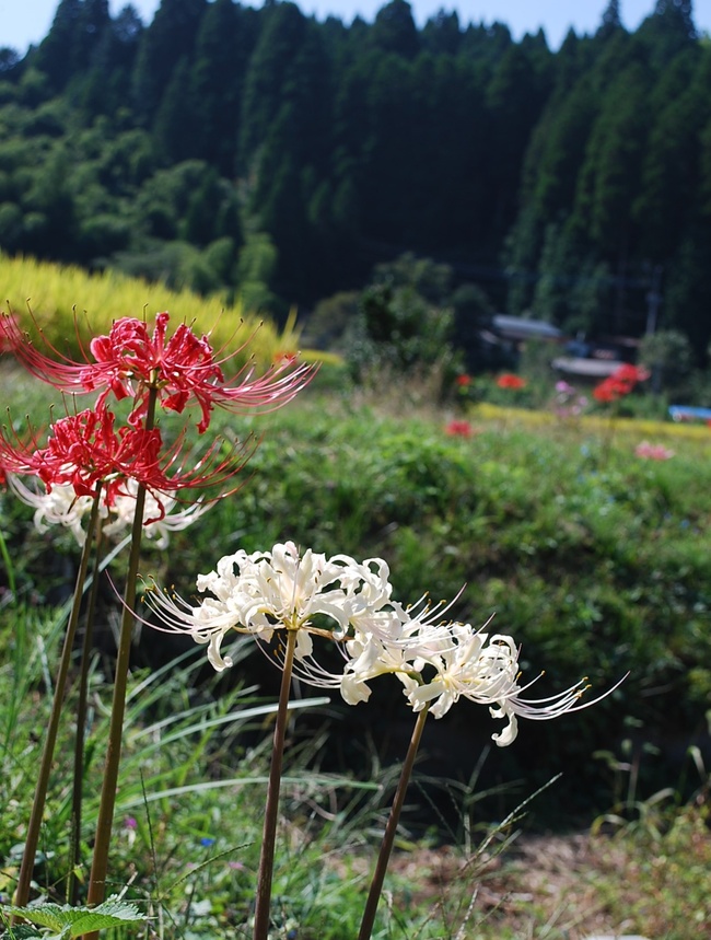赤と白