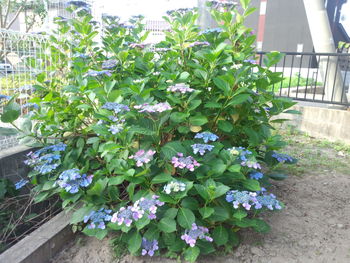 紫陽花