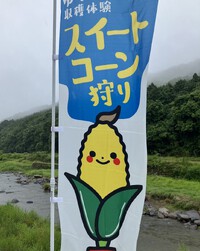 スイートコーン狩り