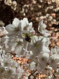 桜満開でした。