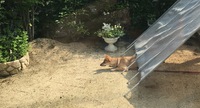 コロン