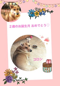 9月は仔犬の譲渡会出身♡コロンさんの誕生月♪