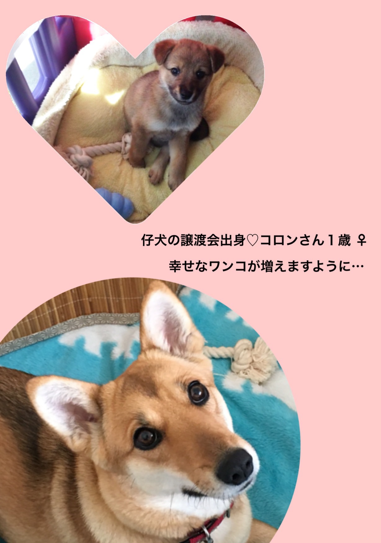 仔犬の譲渡会出身♡コロンさん