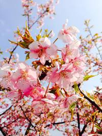 桜日和