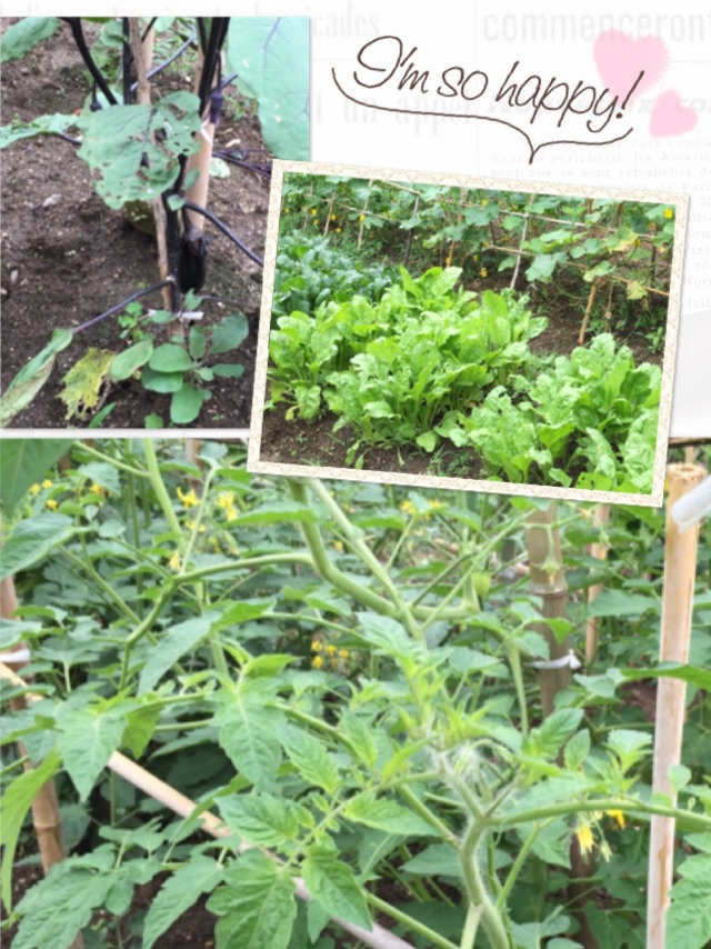 新鮮野菜 新鮮野菜