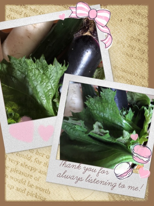 新鮮野菜 新鮮野菜