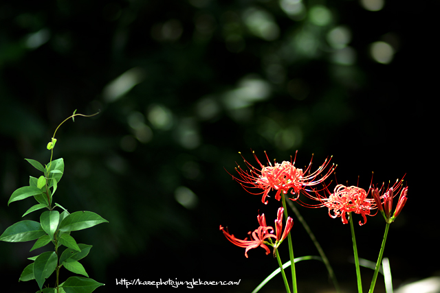 EF100mm F2.8 マクロ USM