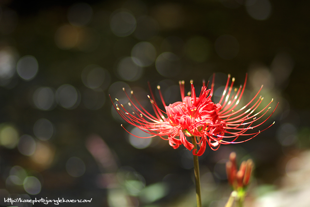 EF100mm F2.8 マクロ USM