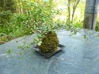 苔玉