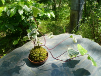 苔玉