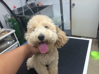 本日のトリミング～ヽ(・∀・)ノ