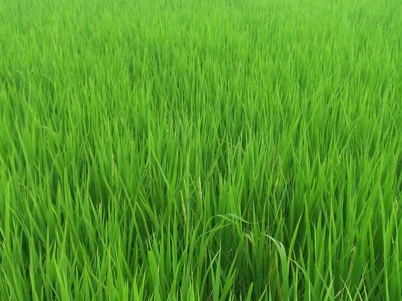 穂がでてきました。