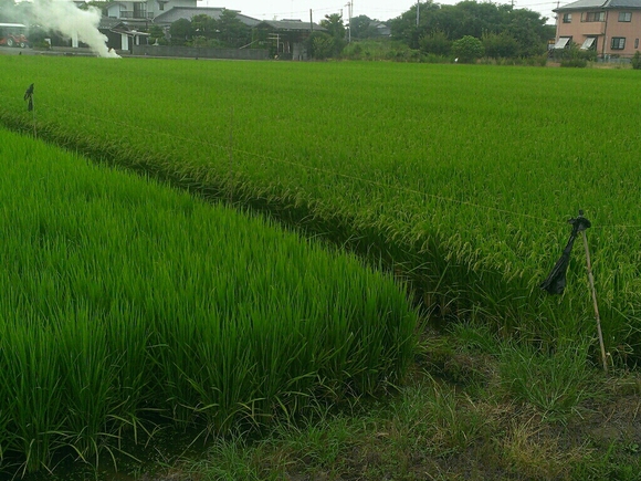 穂がでてきました。
