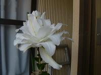 百合