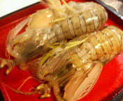白りぃカマキリ (・・;)