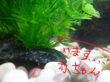 あかちゃ〜ん
