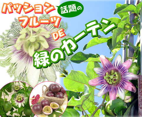 ゴーヤが・・・
