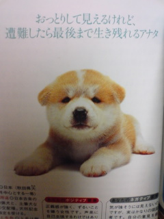 犬占い