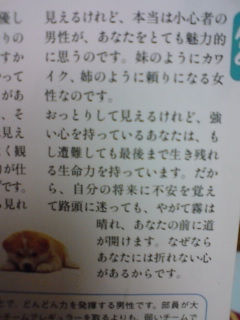 犬占い