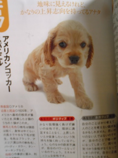 犬占い