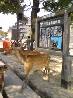 広島♪