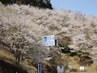 ～田の花～