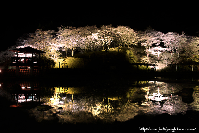 夜桜