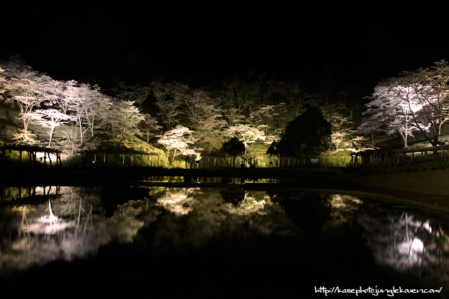 夜桜