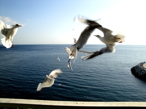 鳥の集団が…