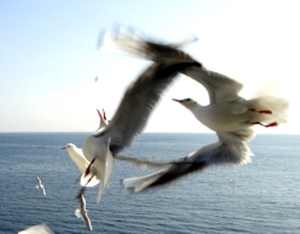 鳥の集団が…